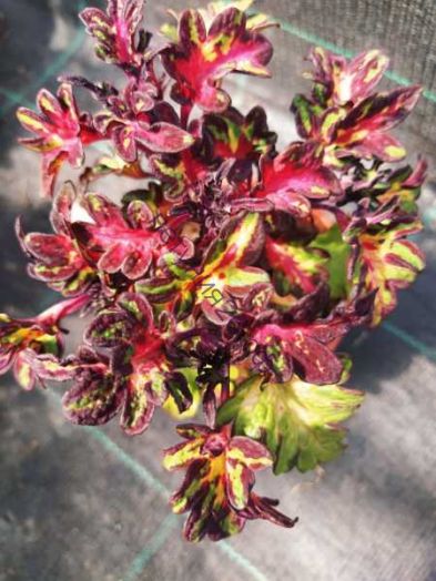 153   колеус Kosterok