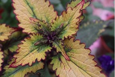 19   Колеус Анастас