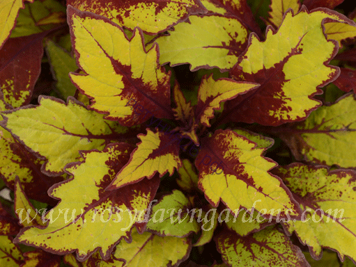 35  колеус Spiced Curry