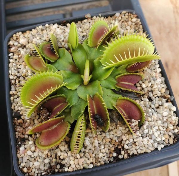 Dionaea Venusfliegenfalle muscipula (Дионея Мусципула, Мухоловка Венеры)