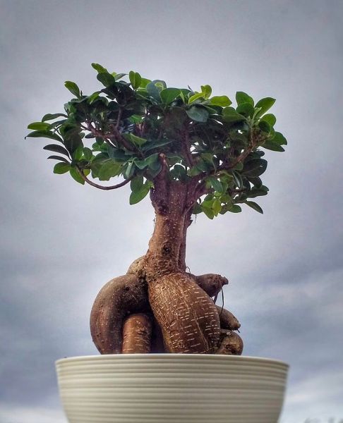 Ficus microcarpa (Фикус Микрокарпа)