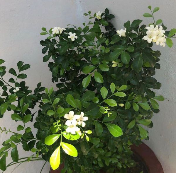 Murraya paniculata (Муррайя метельчатая)