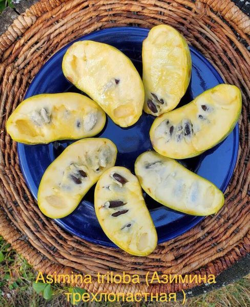 Asimina triloba (Азимина трехлопастная )