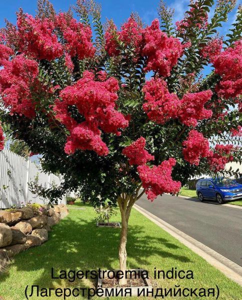 Lagerstroemia indica (Лагерстрёмия индийская)