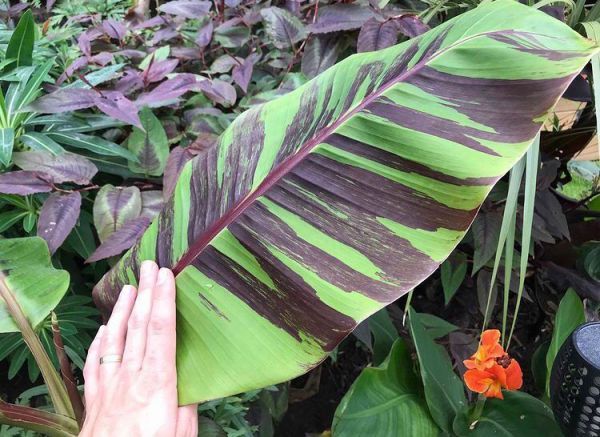 Musa sikkimensis (Банан дарджилингский)