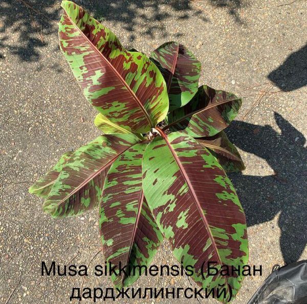 Musa sikkimensis (Банан дарджилингский)