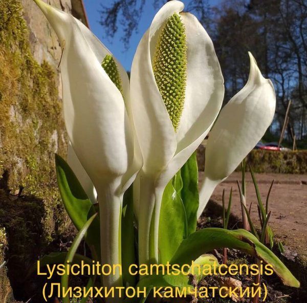 Lysichiton camtschatcensis (Лизихитон камчатский)