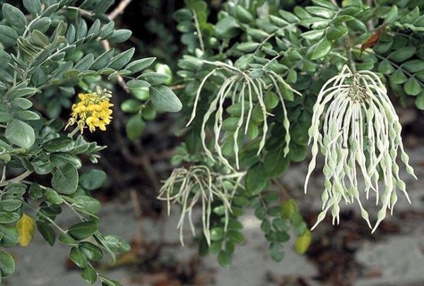 Sophora tomentosa (Софора войлочная)