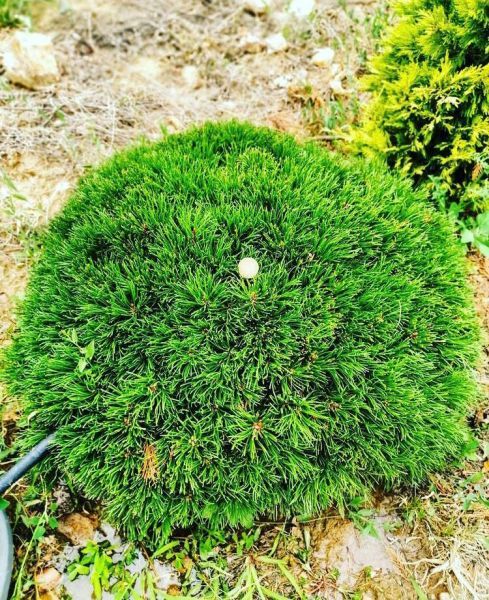 Pinus mugo Mughus (Сосна горная Мугус)