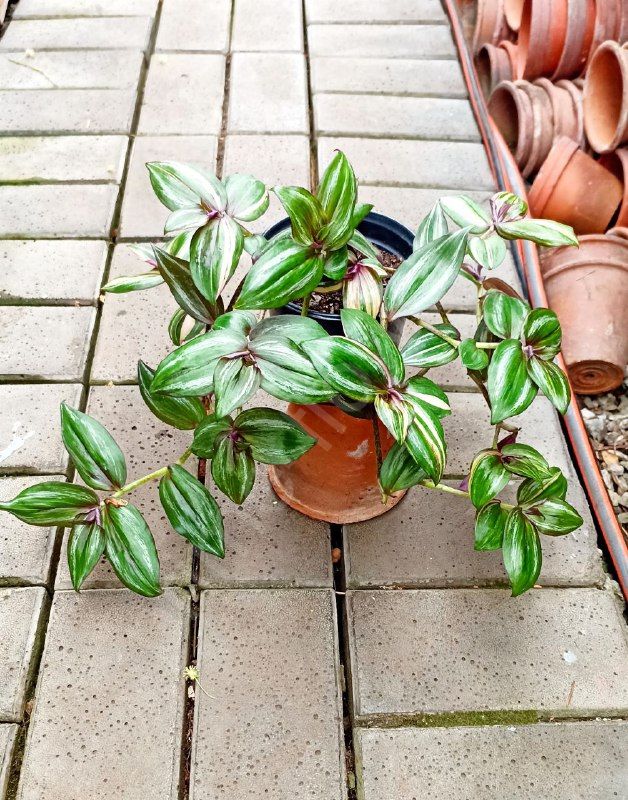 Традесканция Полосатая