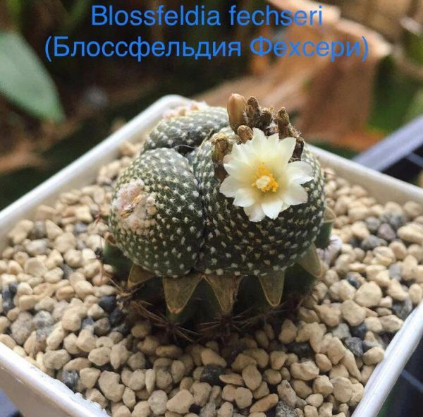 Blossfeldia fechseri (Блоссфельдия Фехсери)