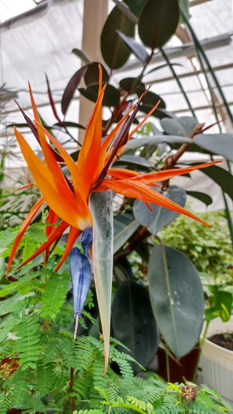 Стрелиция Регина