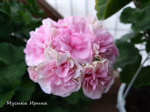 ЮВ_Рапунцель № 0332