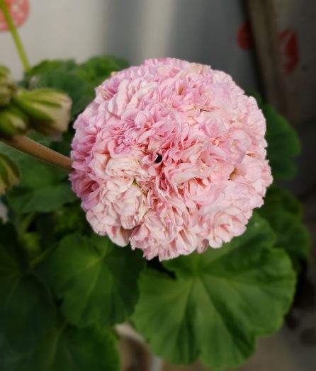 Пампушки № 0338