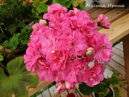 Ю_Сакура № 2210