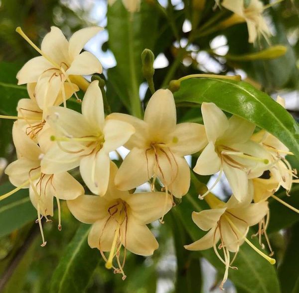 Fagraea FRAGRANS или Фагрея Душистая