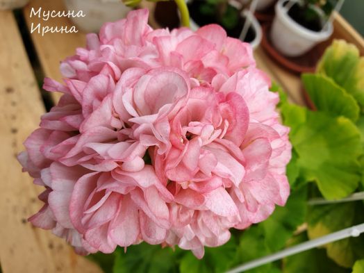 Шёлк Яблонька № 2431