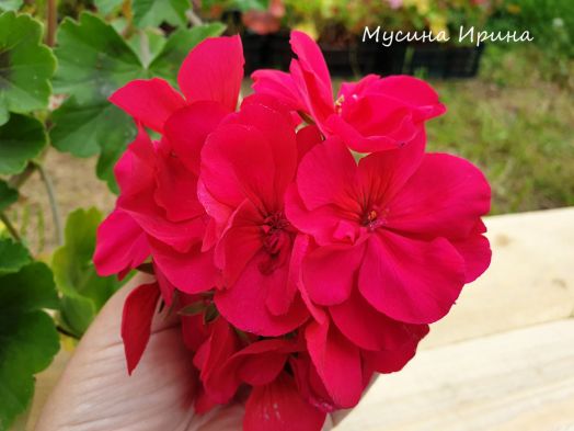 Шёлк Софи Лорен № 2427