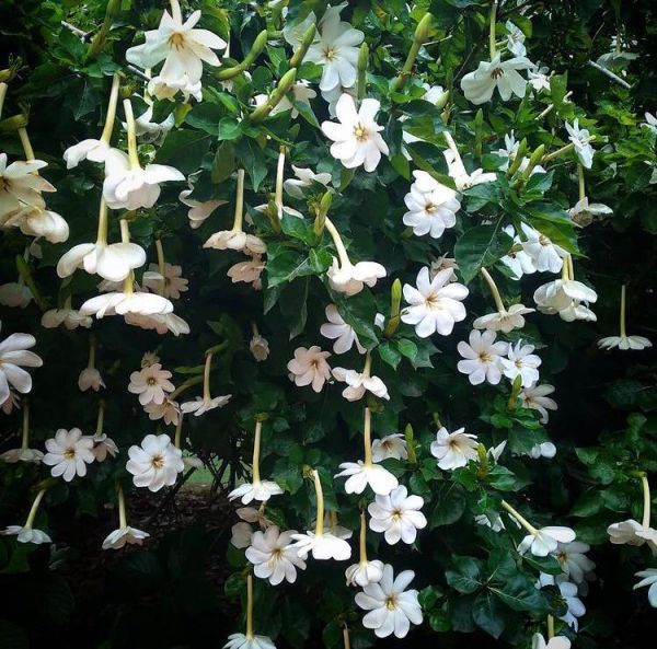 Gardenia Thunbergia - Гардения Тунберга