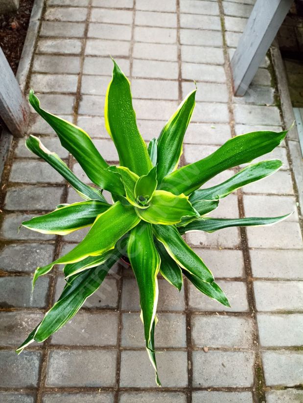 Драцена деремская