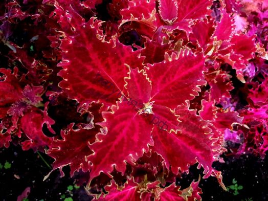 140  Колеус Dazzler