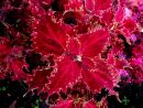 140  Колеус Dazzler