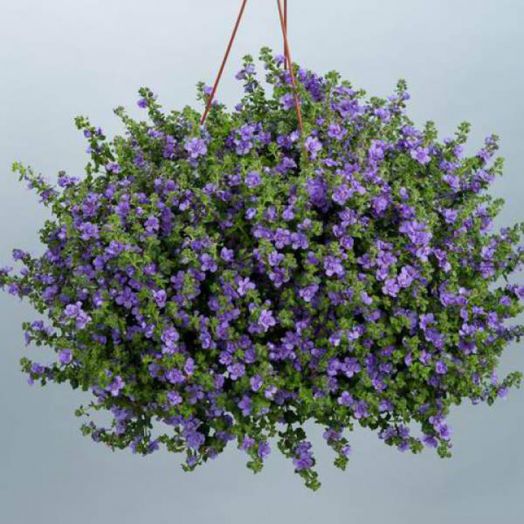 Бакопа Double Indigo