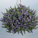 Бакопа Double Indigo