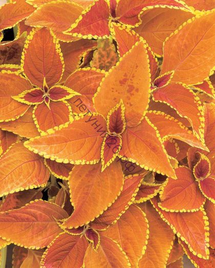 406  Колеус Rustic Orange