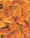 406  Колеус Rustic Orange