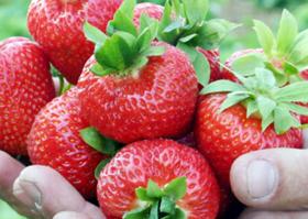 Эльсанта саженцы клубники (Elsanta Strawberry) 10шт