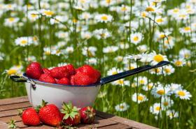 Шарлотта саженцы клубники (Charlotte Strawberry)10шт