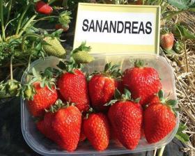 Сан Андреас саженцы клубники (San Andreas Strawberry)10шт