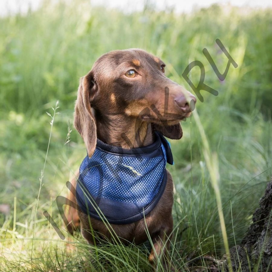 Охлаждающая бандана Cool on Track для собак