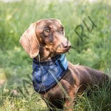 Охлаждающая бандана Cool on Track для собак