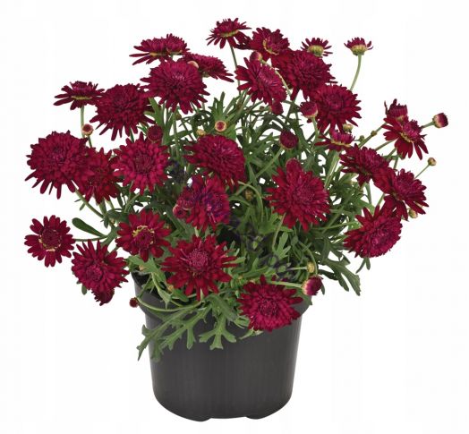 аргирантемум madeira™ double red