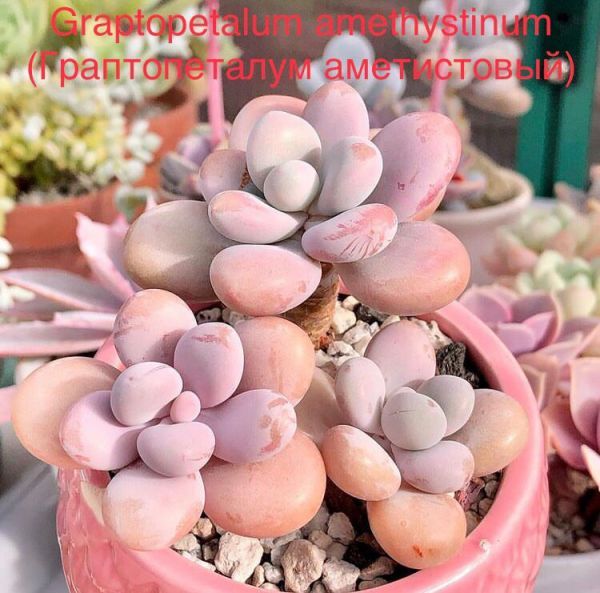 Graptopetalum amethystinum (Граптопеталум аметистовый)