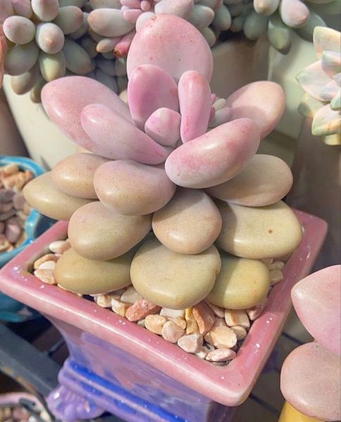Graptopetalum amethystinum (Граптопеталум аметистовый)
