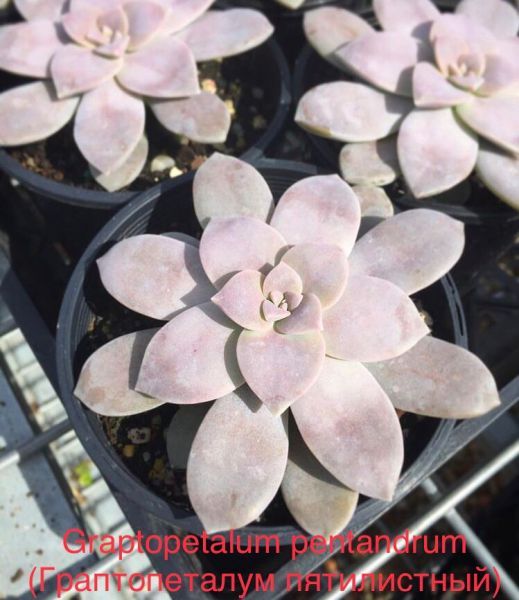 Graptopetalum pentandrum (Граптопеталум пятилистный)