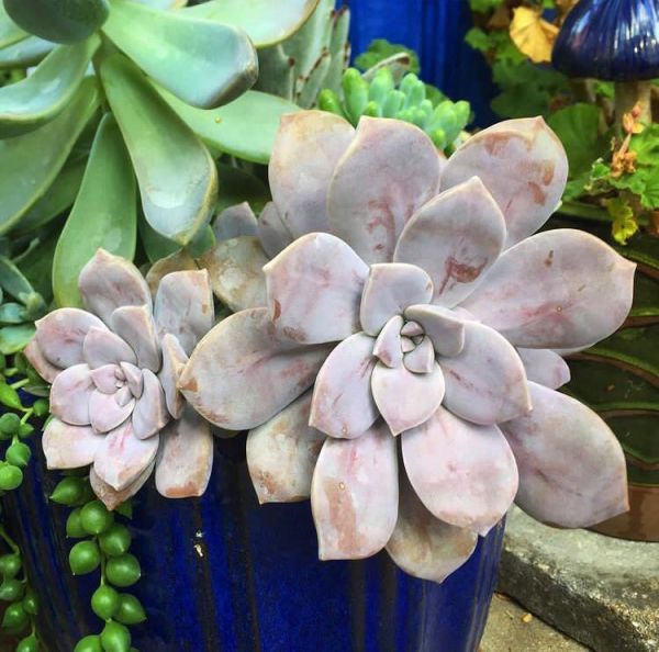 Graptopetalum pentandrum (Граптопеталум пятилистный)
