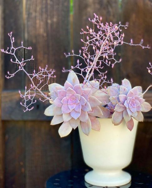 Graptopetalum pentandrum var. superbum (Граптопеталум пятилистный Супербум)