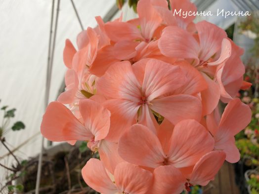 Шелест Молочные Реки № 2443