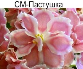 СМ-Пастушка