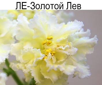 ЛЕ-Золотой лев (Е.Лебецкая)