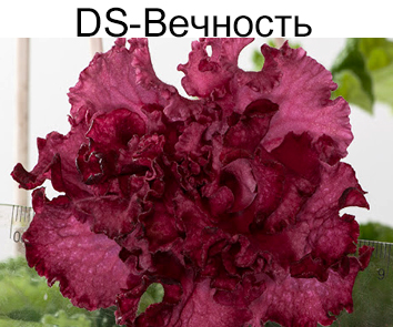 DS-Вечность (П.Еникеев)