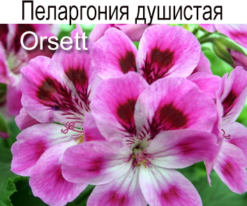 Пеларгония душистая Orsett