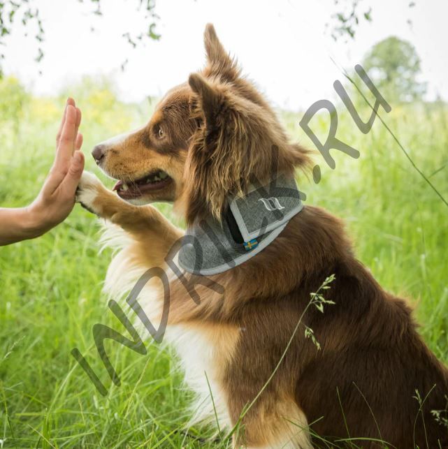 Сигнальная светоотражающая бандана для собаки серая Back on Track Draco Harmaa