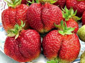 Вима Тарда саженцы клубники ( Vima Tarda Strawberry)10шт