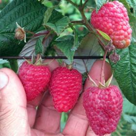 Тадмор малина (Tadmor Raspberry)