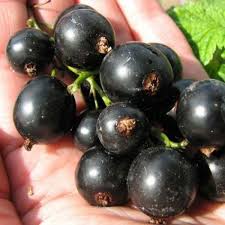 Тизель смородина (Tisel Blackcurrant)